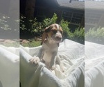 Small #5 Beagle
