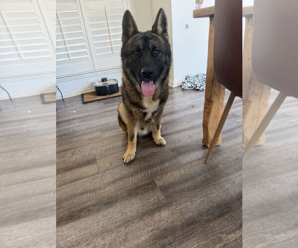 Medium Photo #1 Akita-German Shepherd Dog Mix Puppy For Sale in McKinney, TX, USA