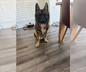 Akita-German Shepherd Dog Mix Dogs for adoption in McKinney, TX, USA