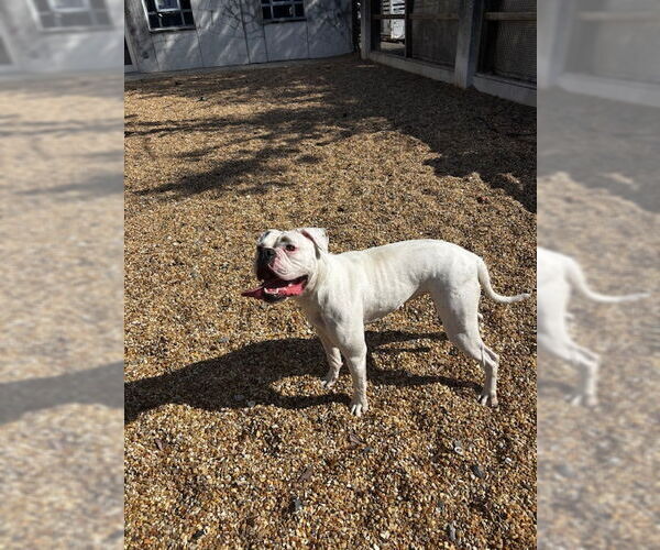 Medium Photo #3 Boxer Puppy For Sale in Dumont, NJ, USA