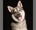 Small Photo #1 Siberian Husky Puppy For Sale in Camarillo, CA, USA