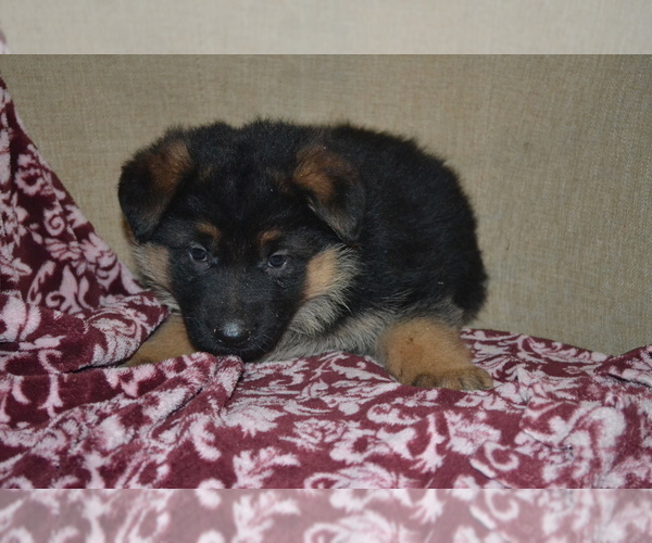 Medium Photo #14 German Shepherd Dog Puppy For Sale in GREENWOOD, WI, USA