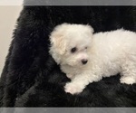 Small #9 Bichon Frise