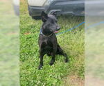 Small #7 Australian Kelpie-Labrador Retriever Mix