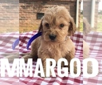 Small Photo #2 Goldendoodle (Miniature) Puppy For Sale in BOWLING GREEN, KY, USA