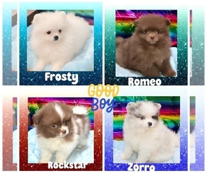 Pomeranian Puppy for Sale in KINGMAN, Arizona USA