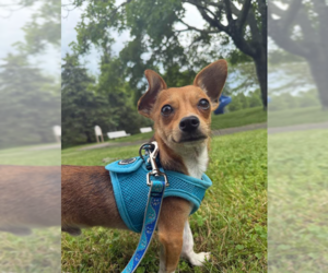 Chihuahua-Unknown Mix Dogs for adoption in Cranston, RI, USA