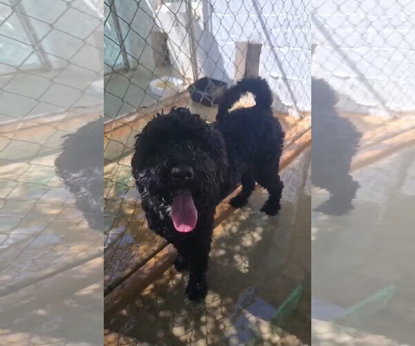 Medium Photo #2 Poodle (Standard)-Unknown Mix Puppy For Sale in Grafton, WI, USA
