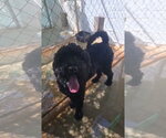 Small #1 Poodle (Standard) Mix