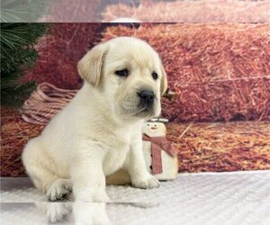 Labrador Retriever Puppy for sale in BUFFALO, NY, USA