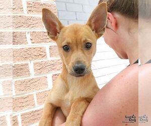 Mutt Dogs for adoption in Washington, DC, USA