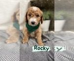 Puppy 2 Goldendoodle