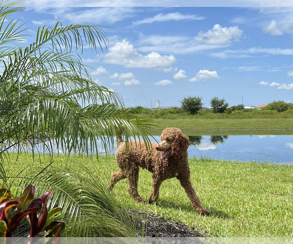 Medium Photo #11 Goldendoodle Puppy For Sale in LAKEWOOD RANCH, FL, USA