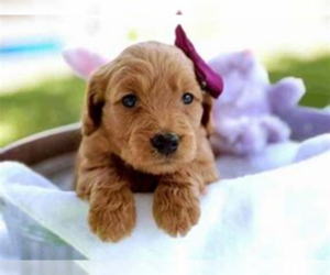 Goldendoodle Puppy for sale in KALAMAZOO, MI, USA