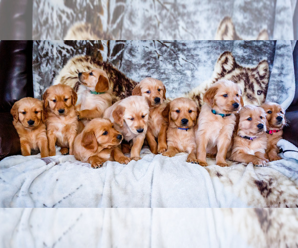 Medium Photo #1 Golden Retriever Puppy For Sale in WAKARUSA, IN, USA