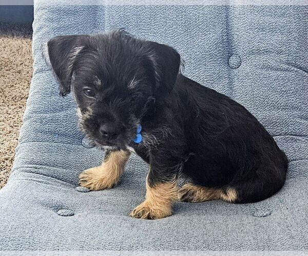 Medium Photo #5 Mutt Puppy For Sale in Corona, CA, USA