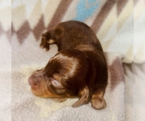 Dachshund Puppy for sale in LAWRENCEBURG, TN, USA