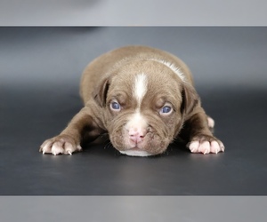 American Bully Puppy for sale in CHAMPAIGN, IL, USA
