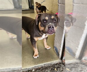 Mutt Dogs for adoption in San Bernardino, CA, USA
