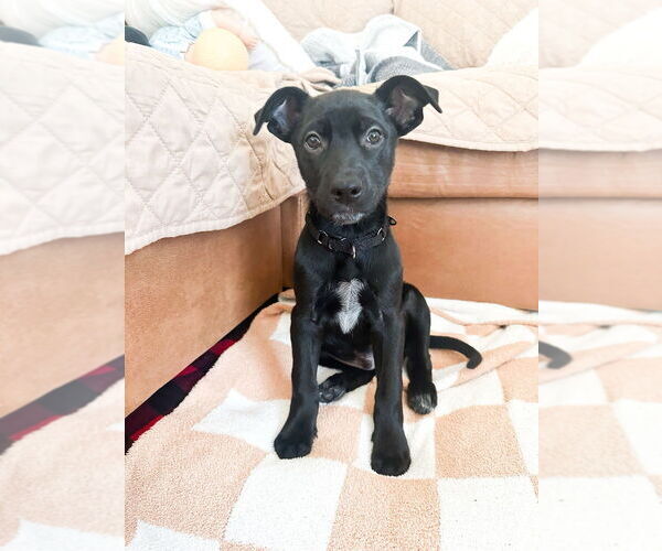 Medium Photo #7 German Shepherd Dog-Unknown Mix Puppy For Sale in Brewster, NY, USA