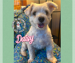 Maltese-Unknown Mix Dogs for adoption in Omaha, NE, USA