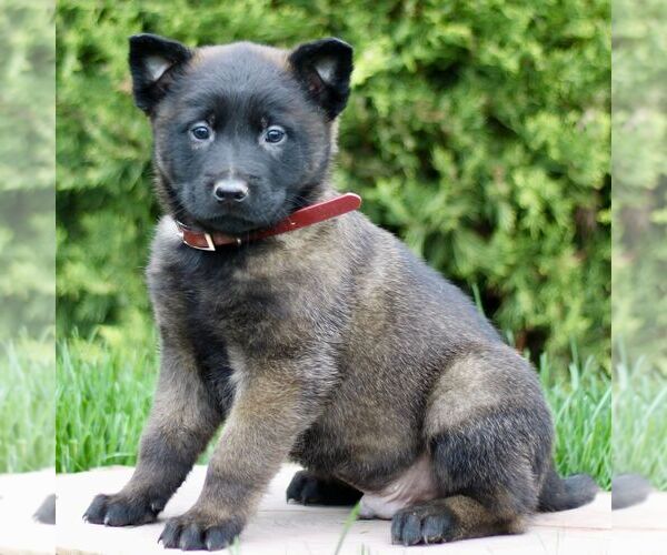 Medium Photo #4 Belgian Malinois Puppy For Sale in RONKS, PA, USA