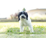 Small #2 Cockapoo