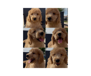 Poodle (Standard) Puppy for sale in EXETER, CA, USA