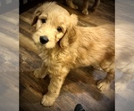 Puppy 1 Goldendoodle