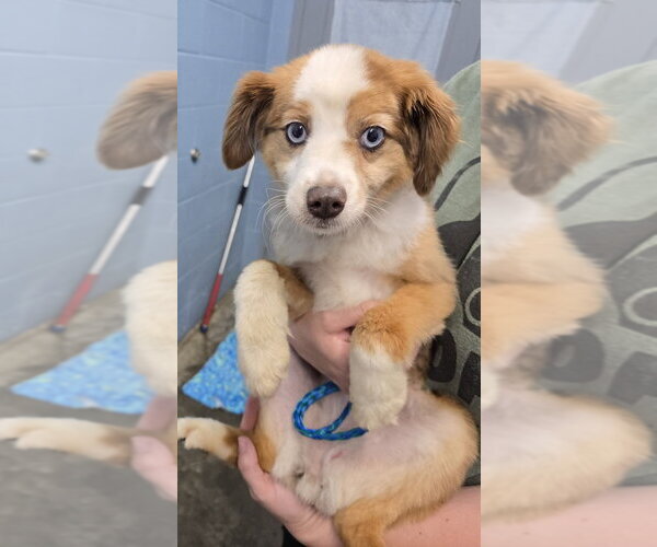 Medium Photo #2 Australian Shepherd Puppy For Sale in Evansville, IN, USA