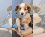 Small #1 Australian Shepherd