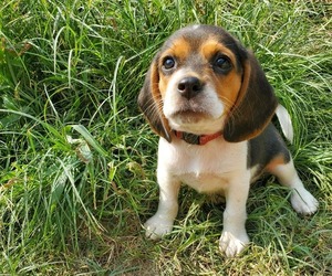 Beagle Puppy for Sale in LINCOLN, Texas USA
