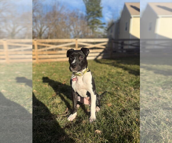 Medium Photo #3 American Pit Bull Terrier Puppy For Sale in Alexandria, VA, USA