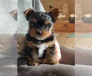 Yorkshire Terrier Puppy for sale in CRAIG, CO, USA