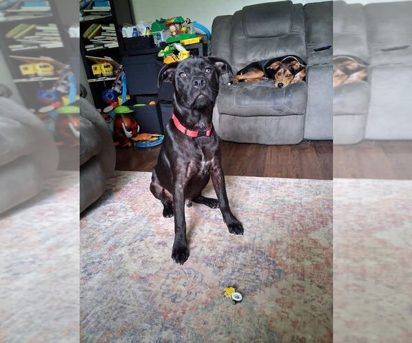 Medium Photo #4 Labrador Retriever-Unknown Mix Puppy For Sale in Aurora, IN, USA