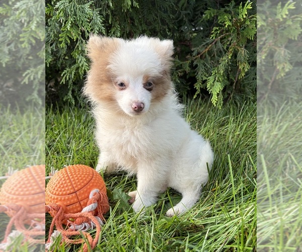 Medium Photo #1 Pomeranian Puppy For Sale in MIDDLEBURY, IN, USA