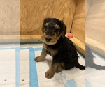 Small Photo #5 Airedale Terrier Puppy For Sale in HAMPTON, VA, USA