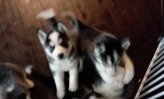 Siberian Husky Puppy for sale in SAN MARCOS, CA, USA