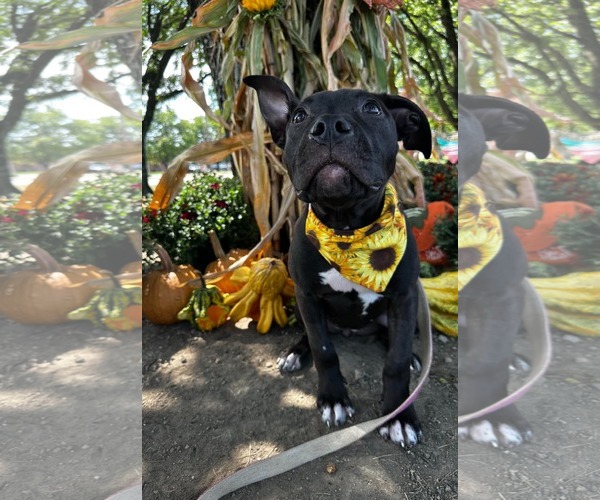 Medium Photo #1 American Pit Bull Terrier-Unknown Mix Puppy For Sale in Germantown, OH, USA