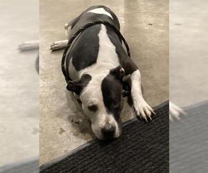 Medium Staffordshire Bull Terrier