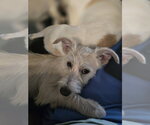 Small #2 Mutt