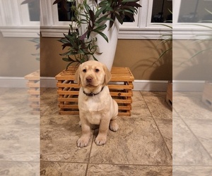 Labrador Retriever Puppy for sale in MILLERSBURG, OH, USA
