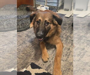 Mutt Dogs for adoption in Bellevue, WA, USA