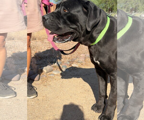 Medium Photo #2 Mutt Puppy For Sale in Goodyear, AZ, USA