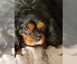 Father of the Cavalier King Charles Spaniel puppies born on 07/08/2023