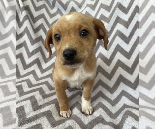 Medium Photo #3 Chihuahua-Unknown Mix Puppy For Sale in Gates Mills, OH, USA