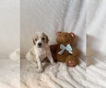 Small Photo #5 Goldendoodle Puppy For Sale in CHESNEE, SC, USA
