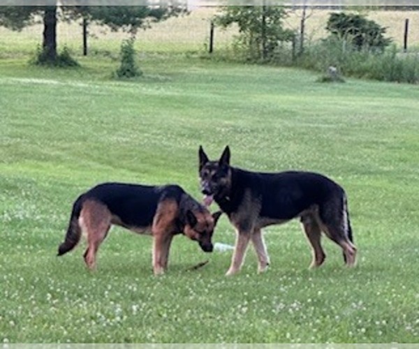 Medium Photo #1 German Shepherd Dog Puppy For Sale in PLYMOUTH, IN, USA