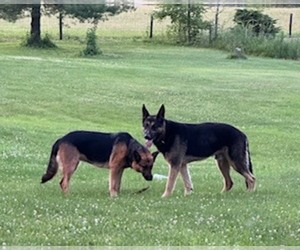 Father of the German Shepherd Dog puppies born on 08/30/2026