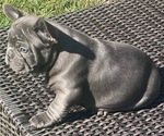 Small #1 French Bulldog